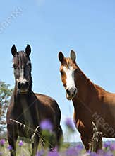 Horses in the flowers
