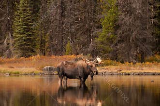 Bull Moose