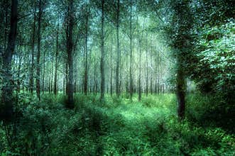 Semi-abstract: Mystical Woods