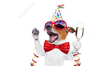Happy birthday dog