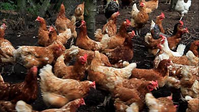 Free range chickens on a farm