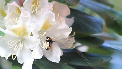 Bee on flower white Rhododendron