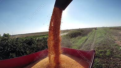 Rich Corn Yield
