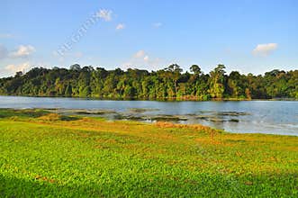 Macritchie Reservoir with trees and grass field