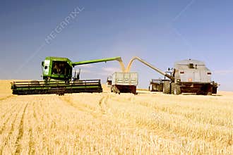 Summer Harvest in Action