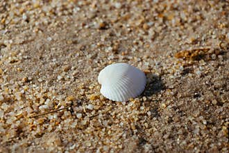 Close up seashell