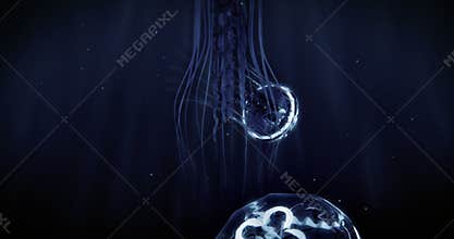 Jellyfish Swimming in 4k Loop (Blue)