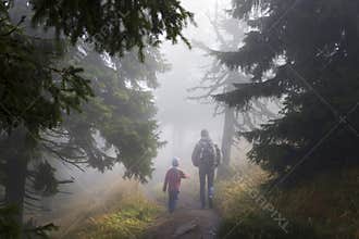 Magic forest walk