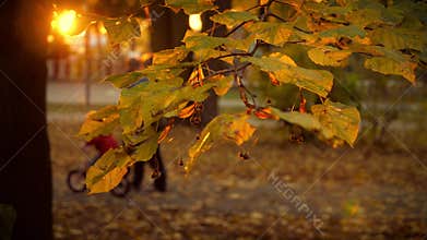 Family on walk during sunset 4K UHD