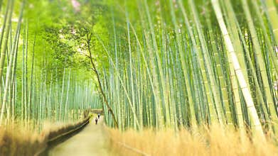 Bamboo Forest Drenched in the Sun
