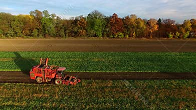 Sugar Beet Harvesting Technology, Combine harvested beets