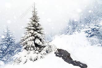 Spruce Tree foggy Forest Covered by Snow in Winter Landscape.