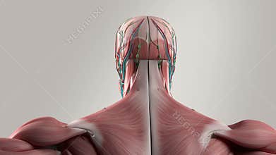 Human anatomy animation rotating view showing head and torso