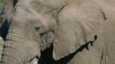 Huge elephant bull with long tusks
