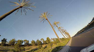 Driving by Palm Trees at Sunset