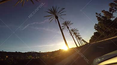 Driving by Palm Trees at Sunset