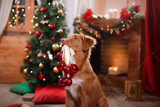 Dog Nova Scotia Duck Tolling Retriever holiday, Christmas
