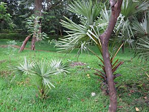 Tropical vegetation