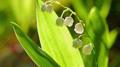 Blooming lily of the valley