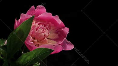 Peony Flowering Timelapse