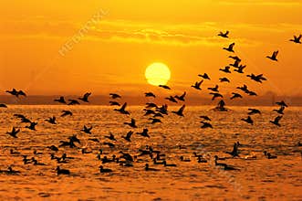 Birds and sun