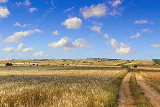 SUMMER.Alta Murgia Nationa Park: field of wheat. - (Apulia) ITALY-