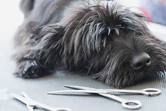 Schnauzer dog puppy lying on the grooming table