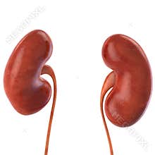 Human kidney isolated on white