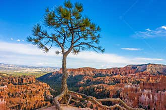 Solitary tree in Bryce Canyon National Park, Utah