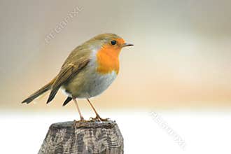 Robin bird on a pole