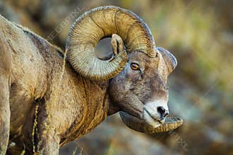 Bighorn Sheep