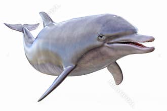 Dolphin isolated