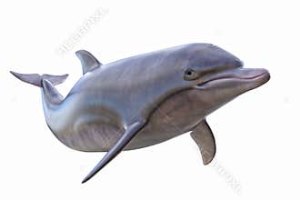 Dolphin isolated