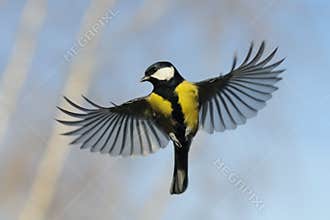 Front view of Flying Great Tit against autumn sky background