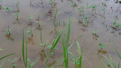 Abandon paddy field full of water