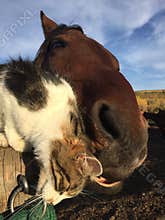 Cat and horse nuzzling each other in afternoon light