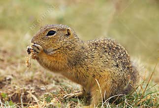 Eating Ground Squirrel