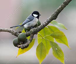Parus major