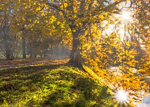 Autumn sun in the park, photomanipulation