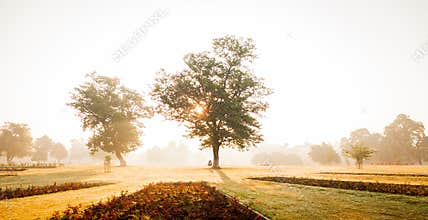 Misty Morning