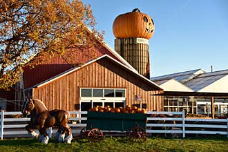 Dawn On The Pumpkin Farm