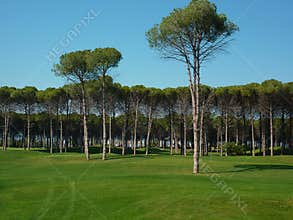 Golf course forest in Turkey