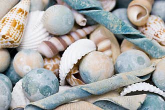 Sea shells