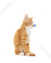 Red cat and butterfly