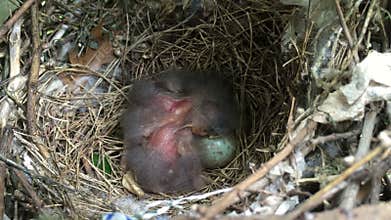 Double bird babies and egg at nest