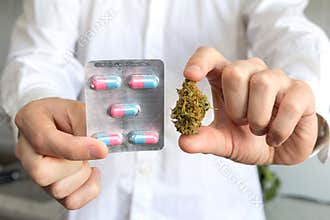 Doctor hand holding bud of medical cannabis and pills