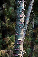 Camouflage Camo real tree