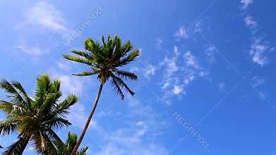Blue sky and palm trees