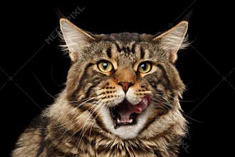 Closeup Portrait Licked Maine Coon Cat Face, Isolated Black Background