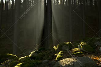 Moss-grown stones